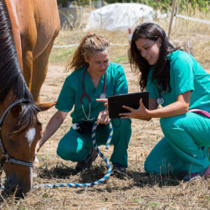Certificate in Equine Veterinary Assistant